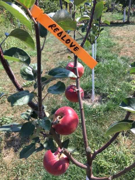  - Redlove ELVETIA --- pulpa rosie