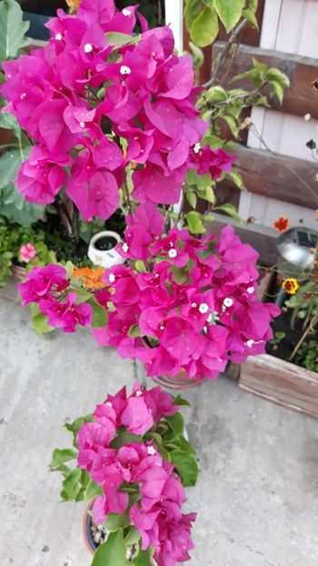  - Bougainvillea 2019-2020