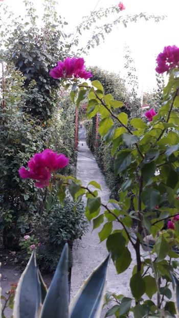  - Bougainvillea 2019-2020