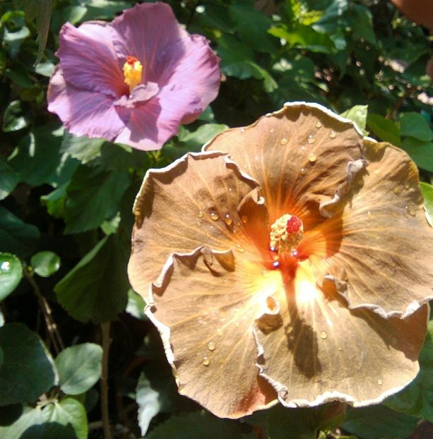  - Hibiscus Black Jack