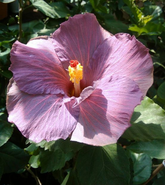  - Hibiscus Tahitian Purple Sovereign