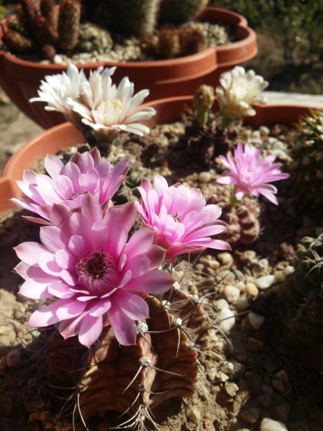  - cactusi 2019