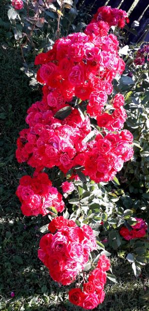  - TRANDAFIRI_2019_2020_2024