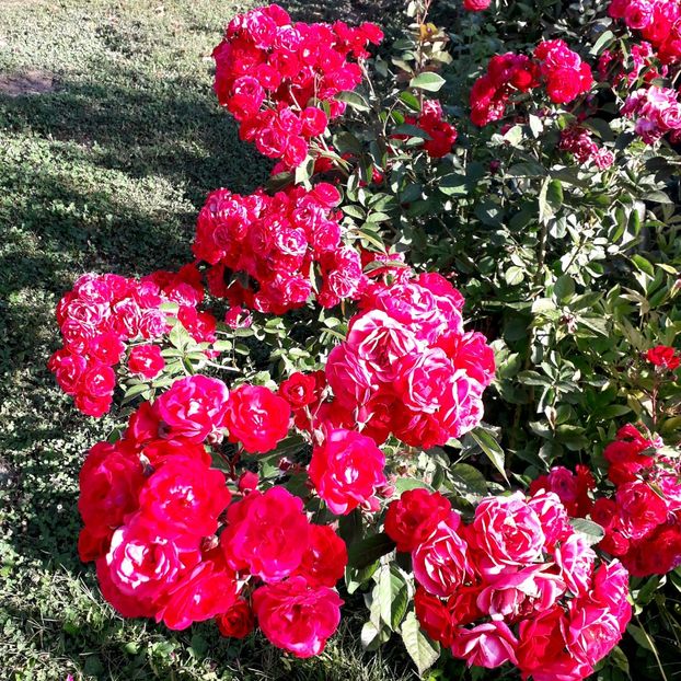  - TRANDAFIRI_2019_2020_2024