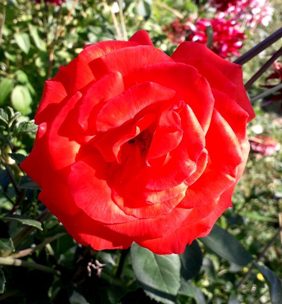  - TRANDAFIRI_2019_2020_2024