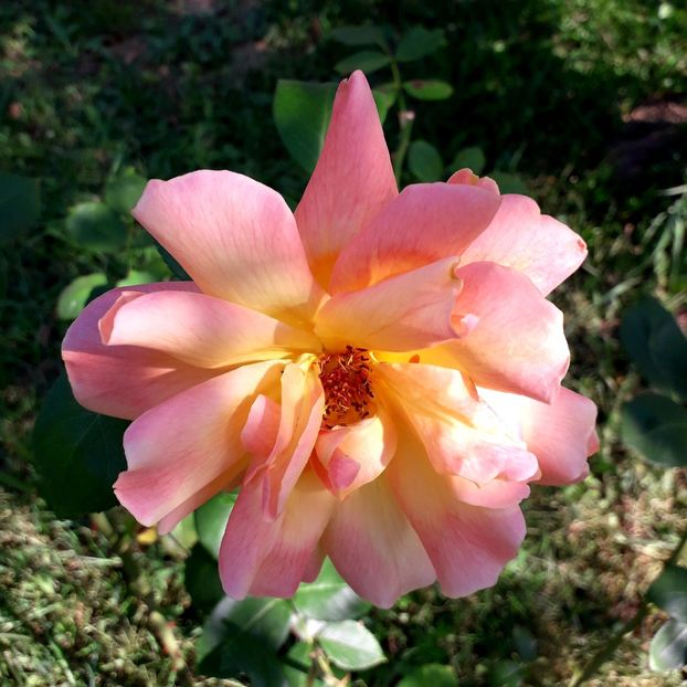  - TRANDAFIRI_2019_2020_2024