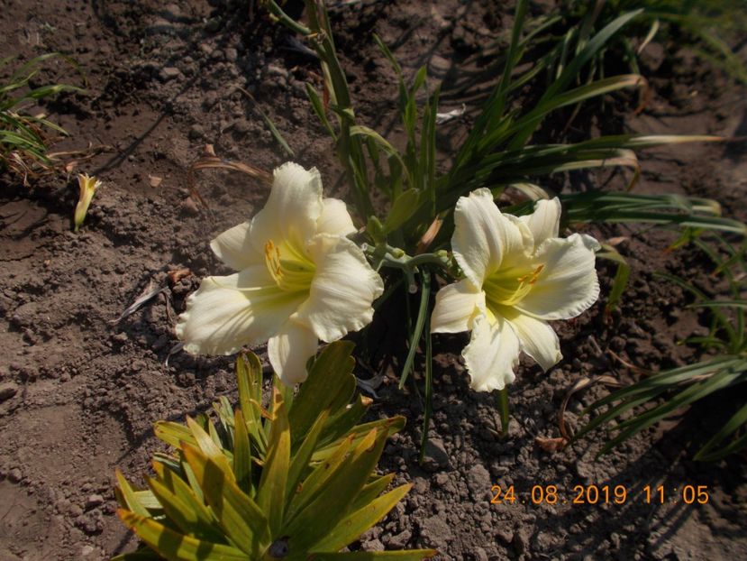  - HEMEROCALLISI-2019