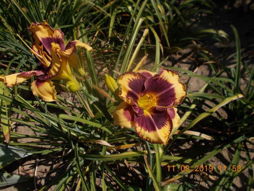  - HEMEROCALLISI-2019