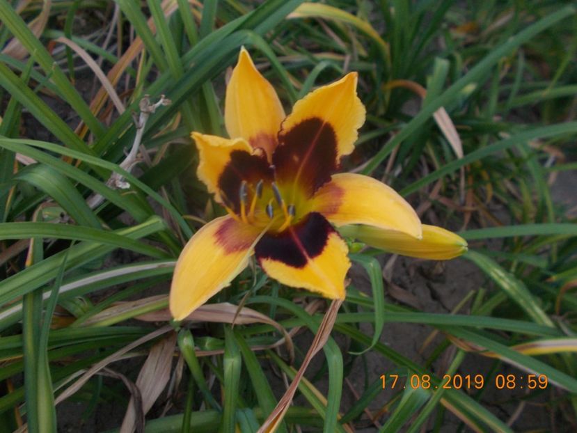  - HEMEROCALLISI-2019