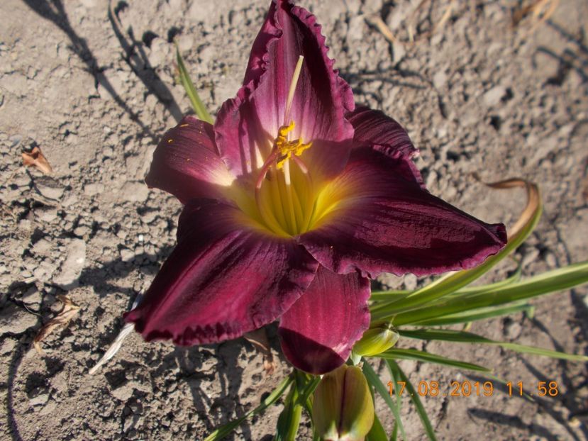  - HEMEROCALLISI-2019