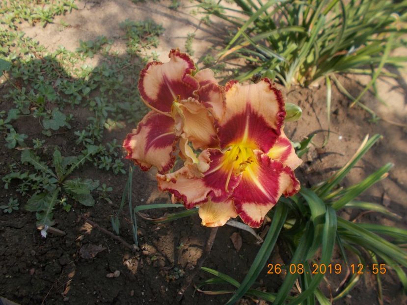  - HEMEROCALLISI-2019