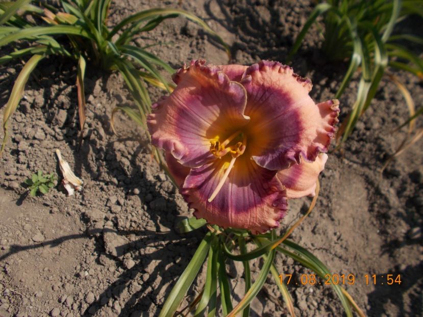  - HEMEROCALLISI-2019