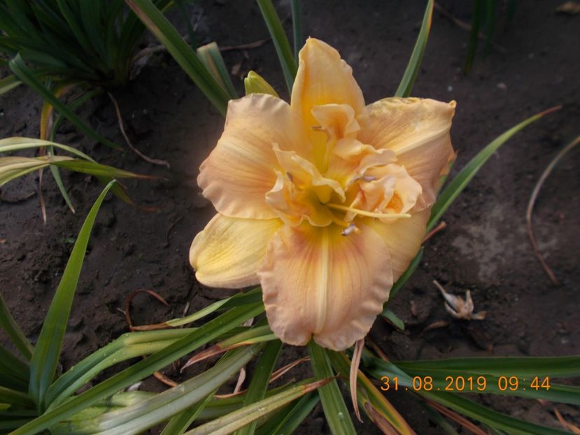  - HEMEROCALLISI-2019