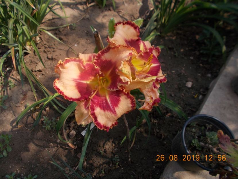  - HEMEROCALLISI-2019