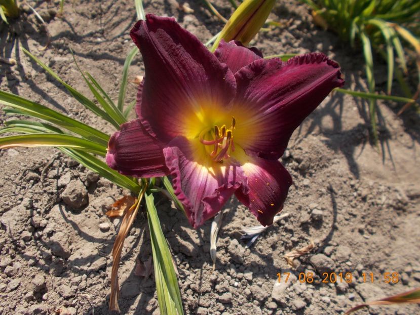  - HEMEROCALLISI-2019