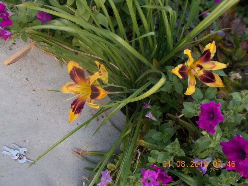  - HEMEROCALLISI-2019