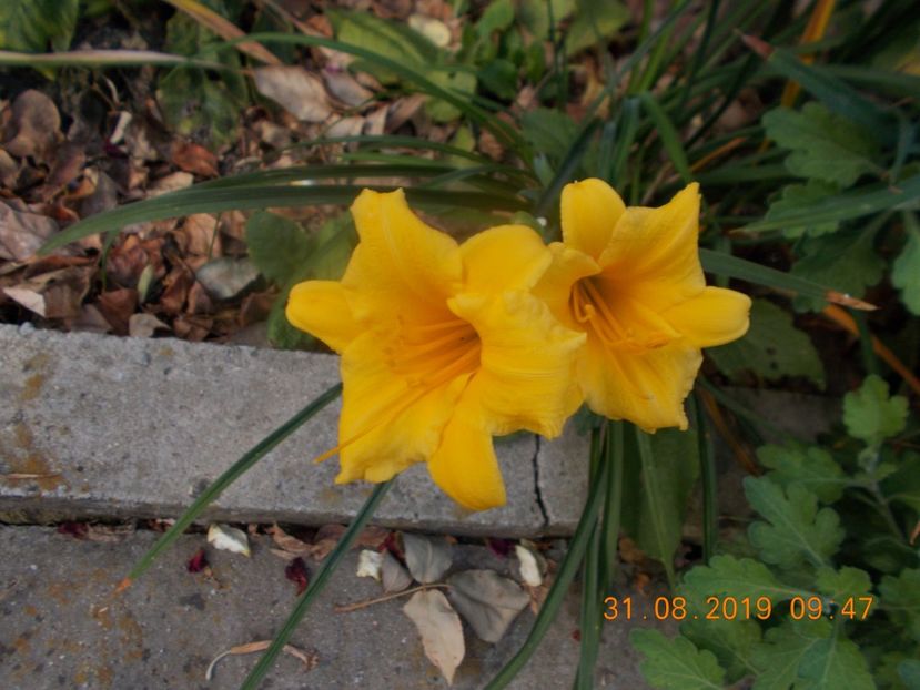  - HEMEROCALLISI-2019