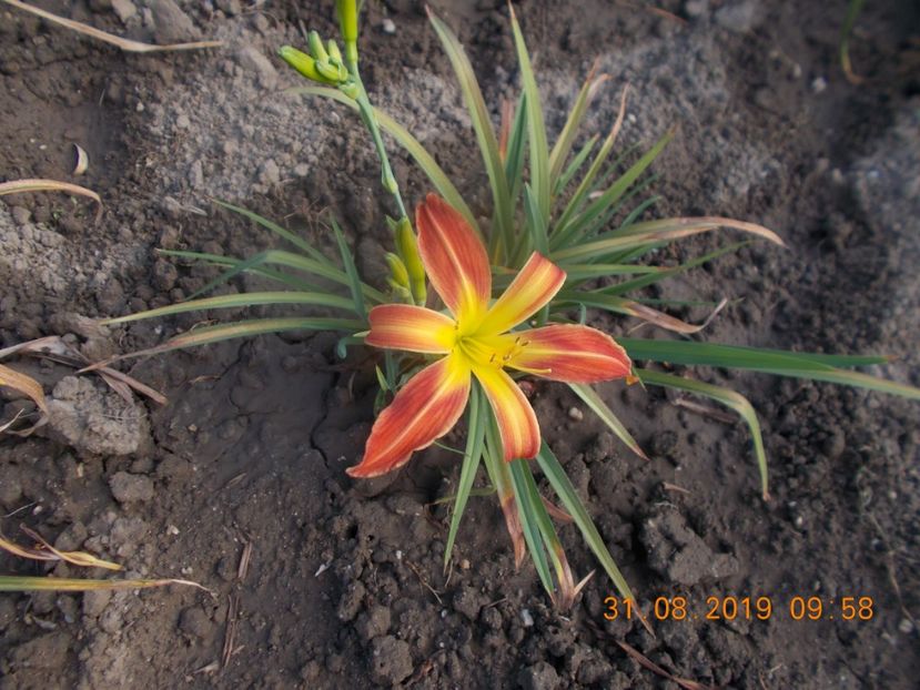  - HEMEROCALLISI-2019