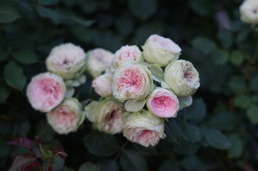  - August 2019- August 2020