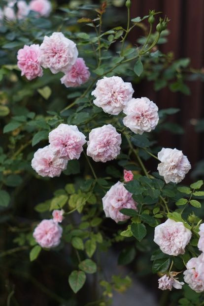  - August 2019- August 2020