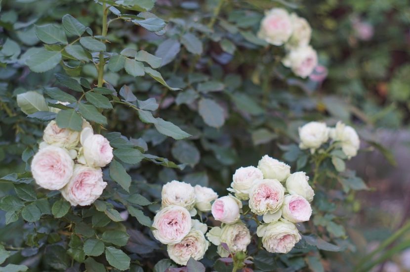  - August 2019- August 2020