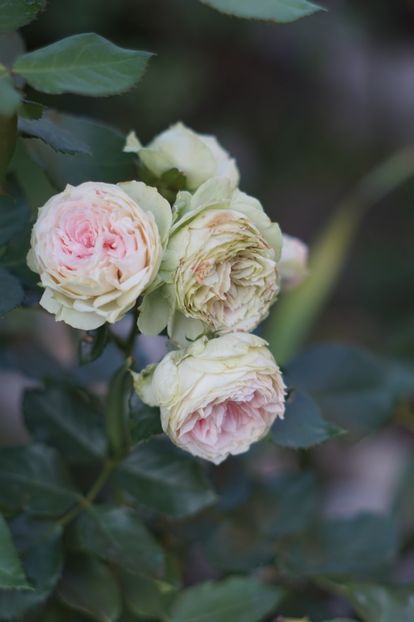  - August 2019- August 2020