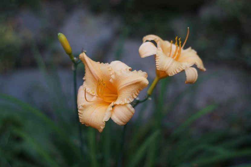  - August 2019- August 2020