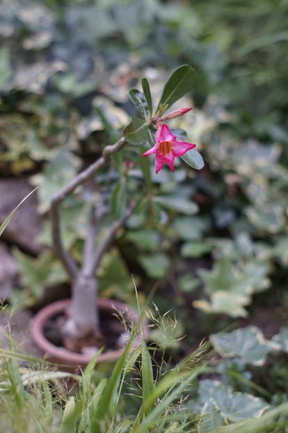  - August 2019- August 2020