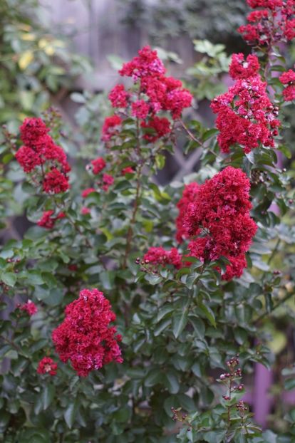  - August 2019- August 2020