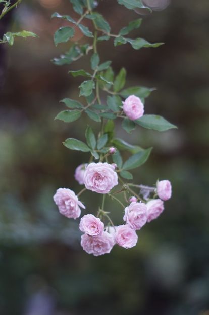  - August 2019- August 2020