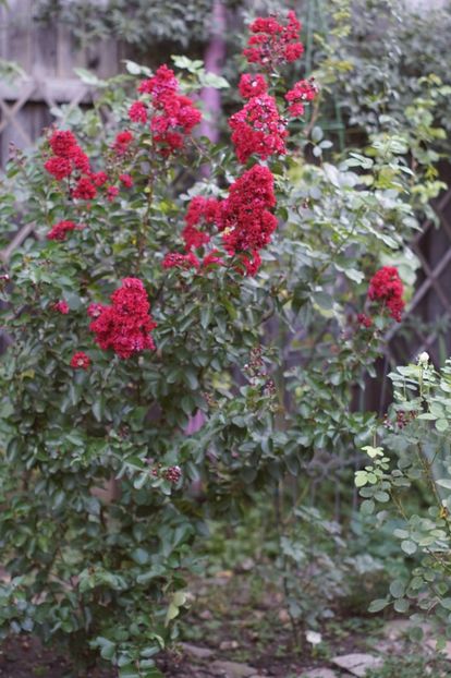  - August 2019- August 2020