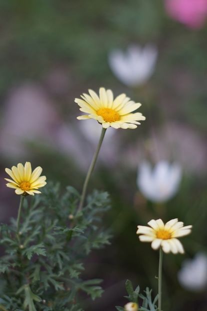  - August 2019- August 2020