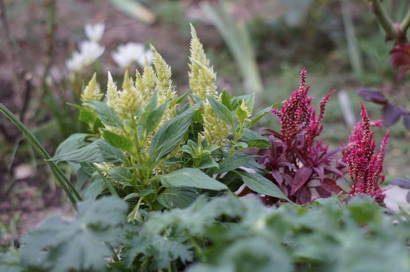  - August 2019- August 2020