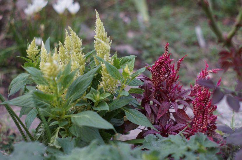  - August 2019- August 2020