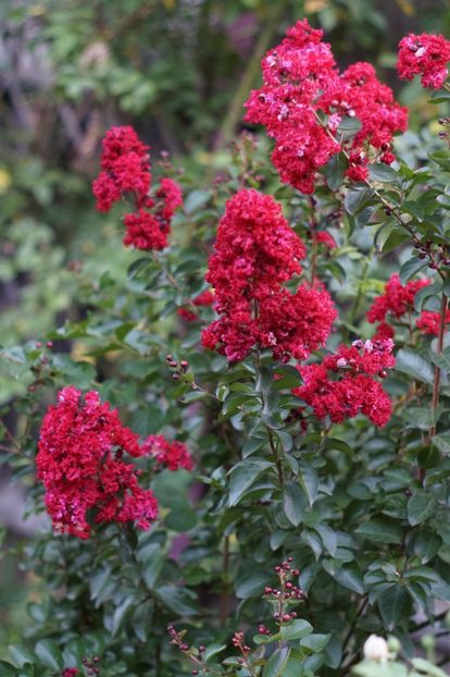  - August 2019- August 2020