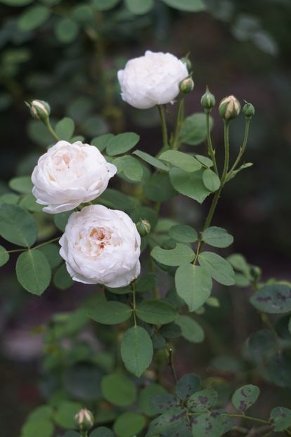  - August 2019- August 2020