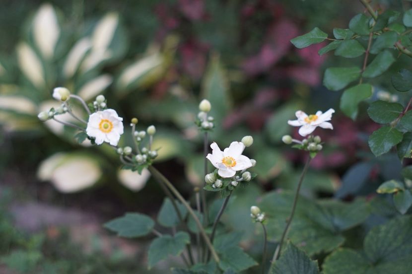  - August 2019- August 2020