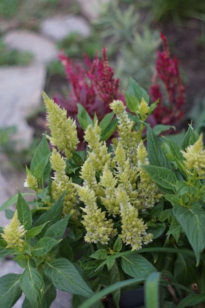  - August 2019- August 2020