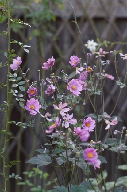  - August 2019- August 2020