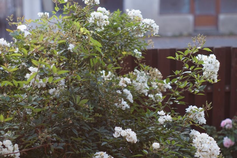  - August 2019- August 2020