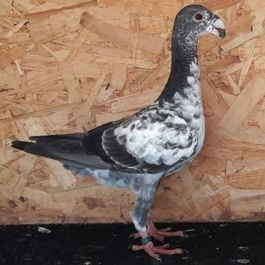  - 3---AGH DAȚI 2019 - 2025