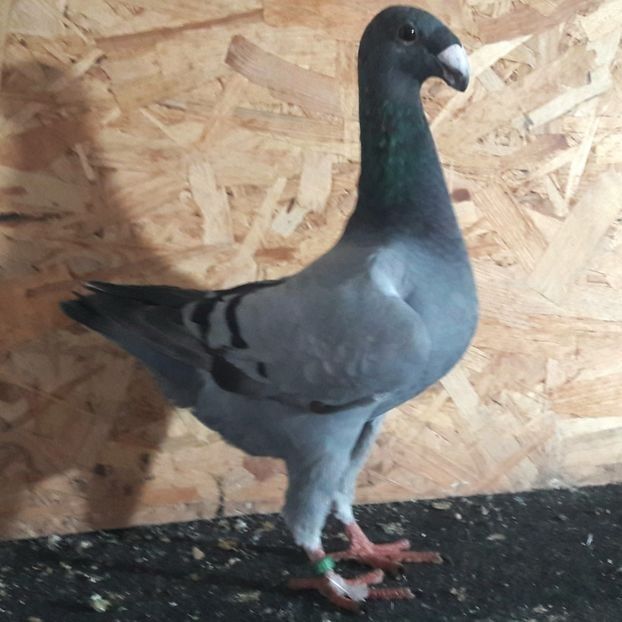  - 3---AGH DAȚI 2019 - 2025