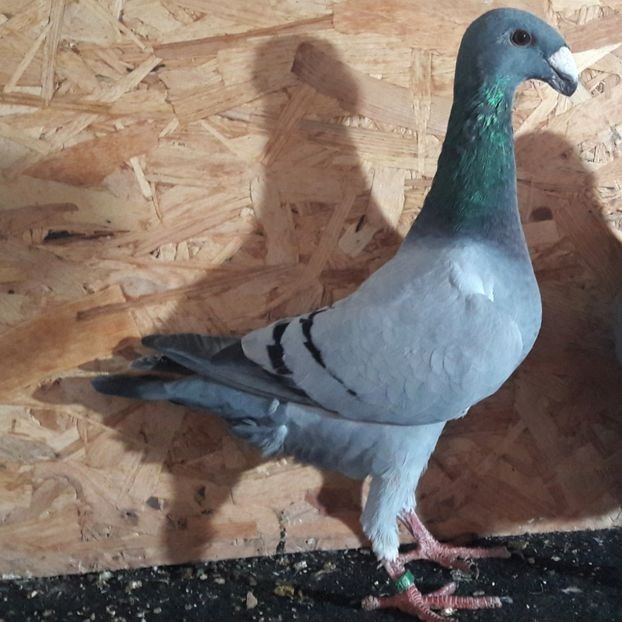  - 3---AGH DAȚI 2019 - 2025