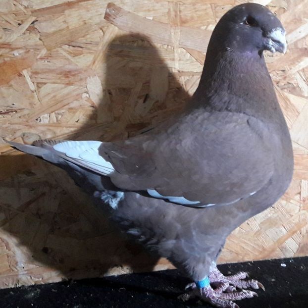  - 3---AGH DAȚI 2019 - 2025