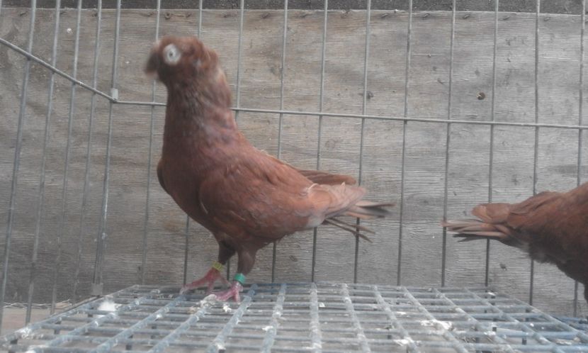  - 8-Jucatorii de Ardeal vechi