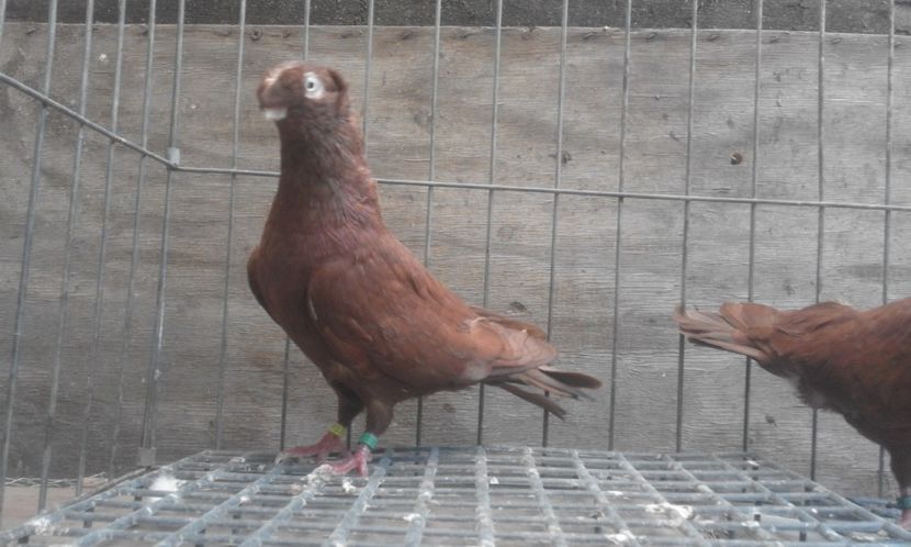  - 8-Jucatorii de Ardeal vechi