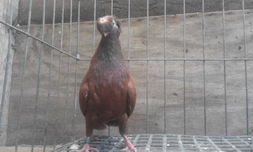  - 8-Jucatorii de Ardeal vechi