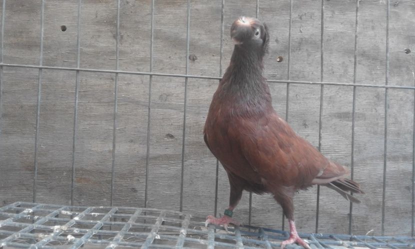  - 8-Jucatorii de Ardeal vechi