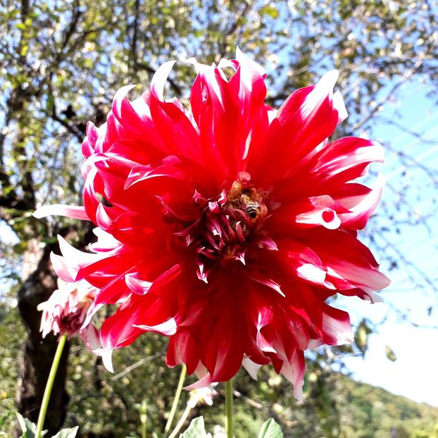  - AAAA_DALII 2015_2017_2018_2019_2020_2023