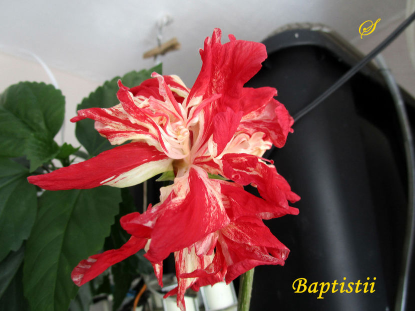 Batistii(2-09-2019) - Hibiscusi 2019